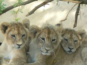 "Lion Cubs"