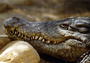 "Crocodile"