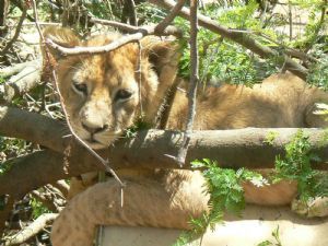 "Lion Cub"