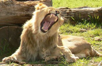 "Lion"