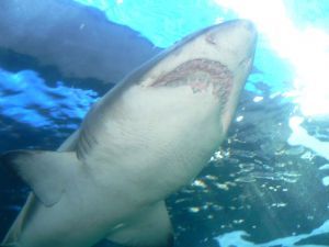 "Shark"