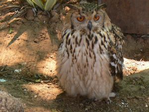 "Owl"