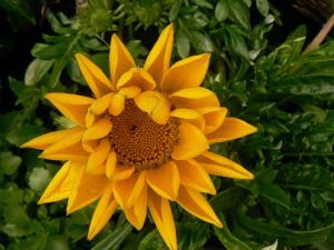 "Flowers"