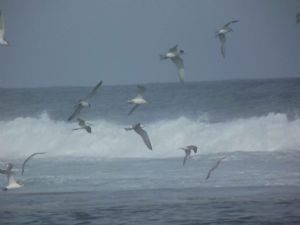 "Seagulls"