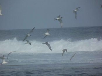 "Seagulls"