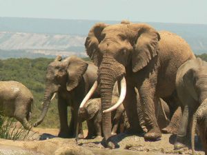 "Elephants"