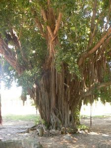 "Big Tree"