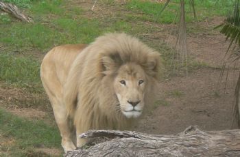 "Male Lion 2"