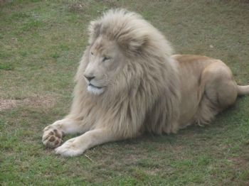 "Male Lion 4"
