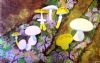 "Mushrooms Growing on Treetrunk"