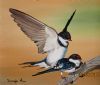 "Love Is in the Air (White Throated Swallows)"
