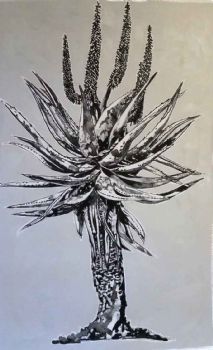 "Aloe II"