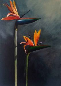 "Strelitzia"