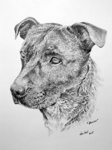 "Bundi - Staffordshire Bull Terrier"