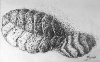 "Giant Chiton"