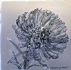 "Table Mountain Fynbos 9"