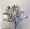 "Table Mountain Fynbos 10"