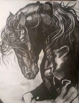 "Friesian"