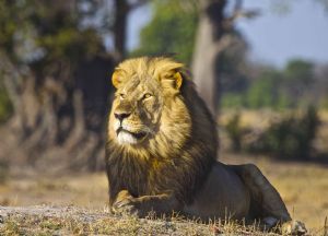 "Cecil"