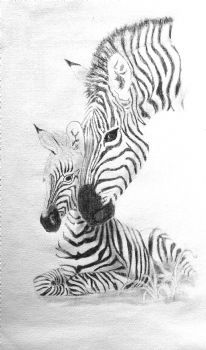"Zebra"