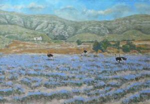"Ostriches"