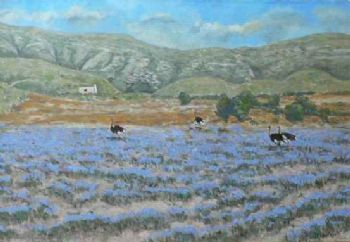"Ostriches"
