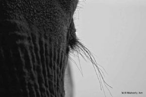"Eyelash"