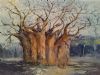 "Baobab with Cheetah"