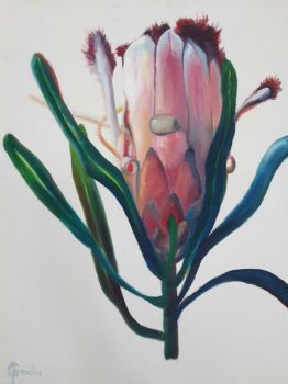 "Protea Glow 1"