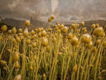 "Sewejaartjie/ Paper Flowers on Table Mountain"