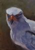 "Pale Chanting Goshawk"