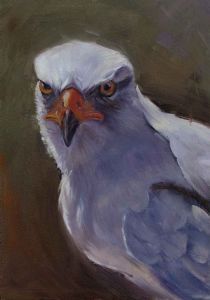 "Pale Chanting Goshawk"