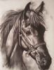 "Filly"