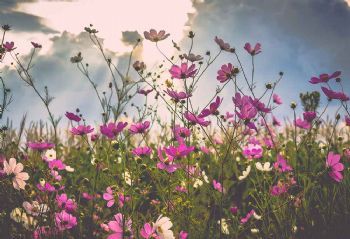 "Cosmos Flowers"