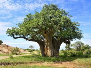 "Baobab"