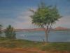 "Cosmos - Hartebeespoort Dam"