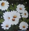 "White Flowers"