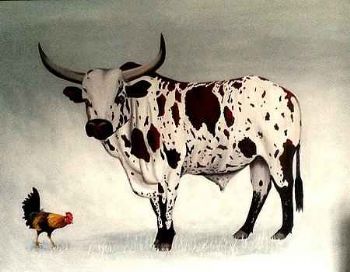 "Nguni and Chicken"