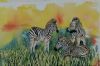 "Baby Zebras"