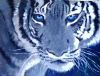 "Beautiful Tiger Eyes"
