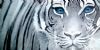 "Eye of the Tiger"