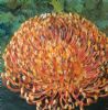 "Orange Pincushion"