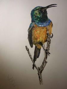 "Orange-Breasted Sunbird"