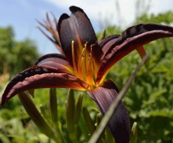 "Secunda  Beauty 1"