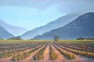 "Cape Vinyard Worcester"