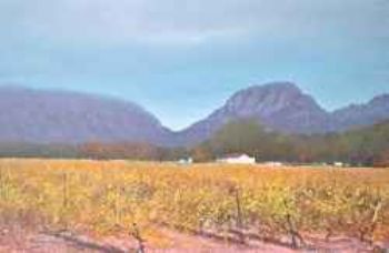 "Cape Vinyard with Farmhouse"