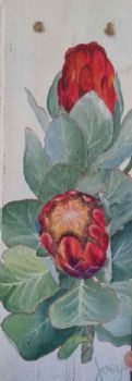"Proteas"