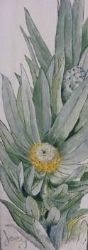"Silverleaf Protea"