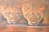 "Two Male Lions Drinking Water"
