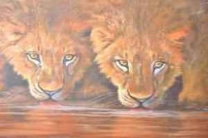 "Two Male Lions Drinking Water"